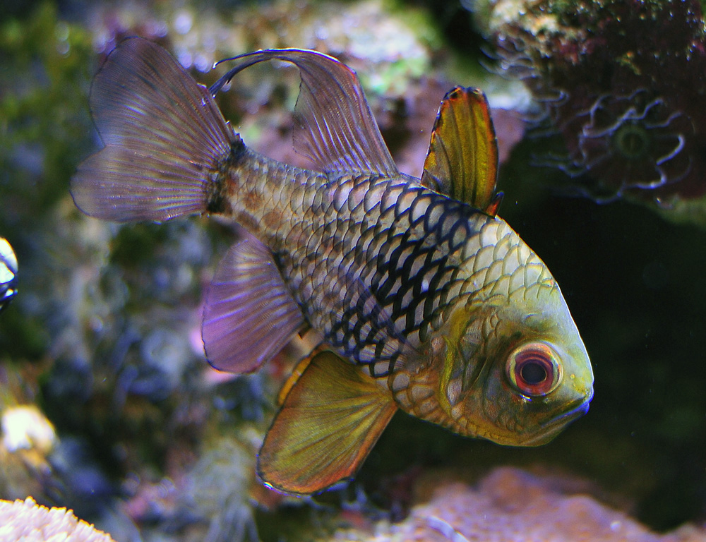 Pyjama Cardinalfish - Sphaeramia nematoptera Pyjama Cardinalfish - Sphaeramia nematoptera