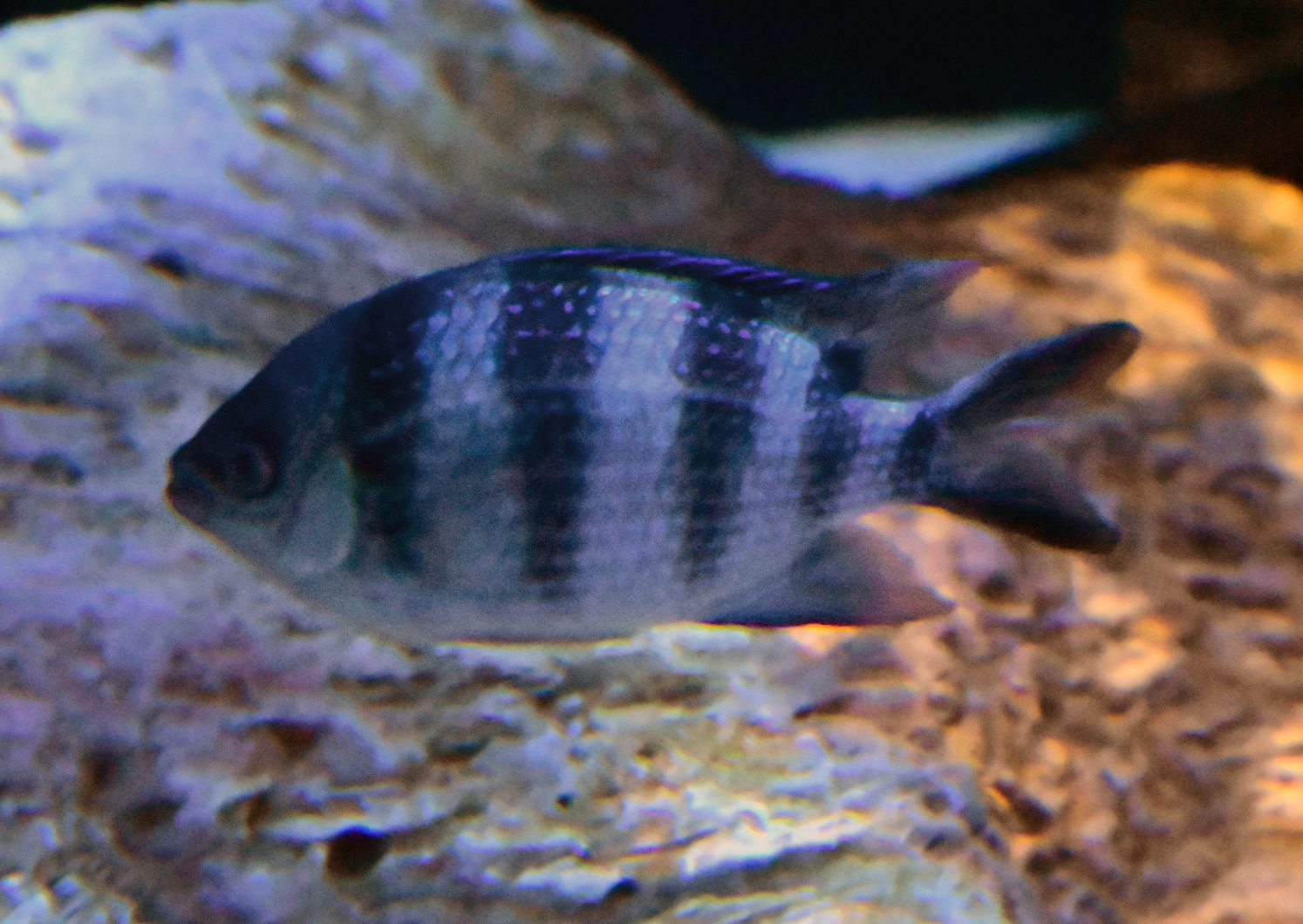 Scissortail Sergeant - Abudefduf sexfasciatus Scissortail Sergeant - Abudefduf sexfasciatus
