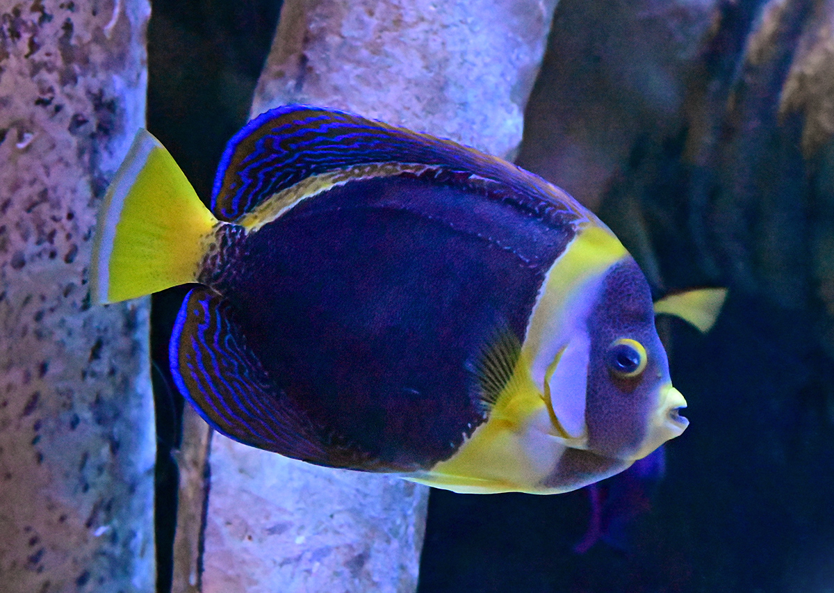 Scribbled Angelfish - Chaetodontoplus duboulayi Scribbled Angelfish - Chaetodontoplus duboulayi