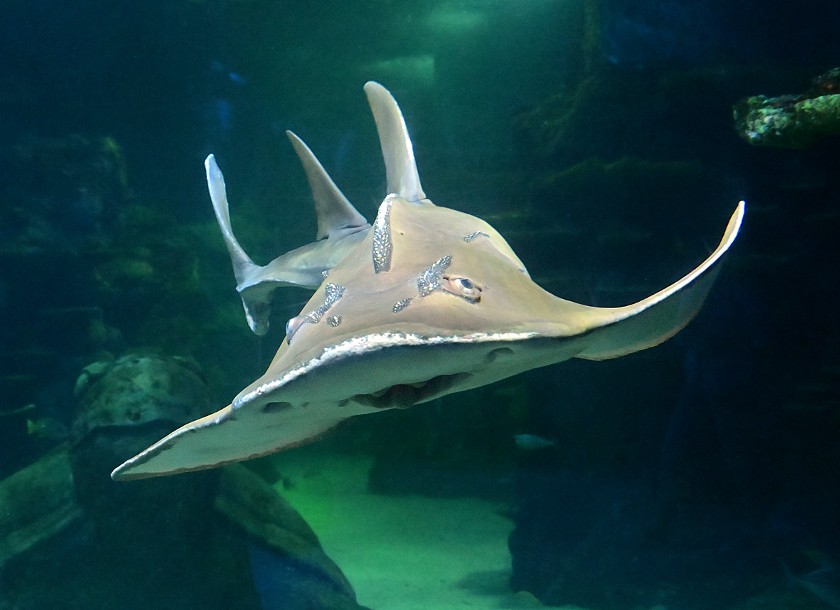 Shark Ray - Rhina ancylostoma Shark Ray - Rhina ancylostoma