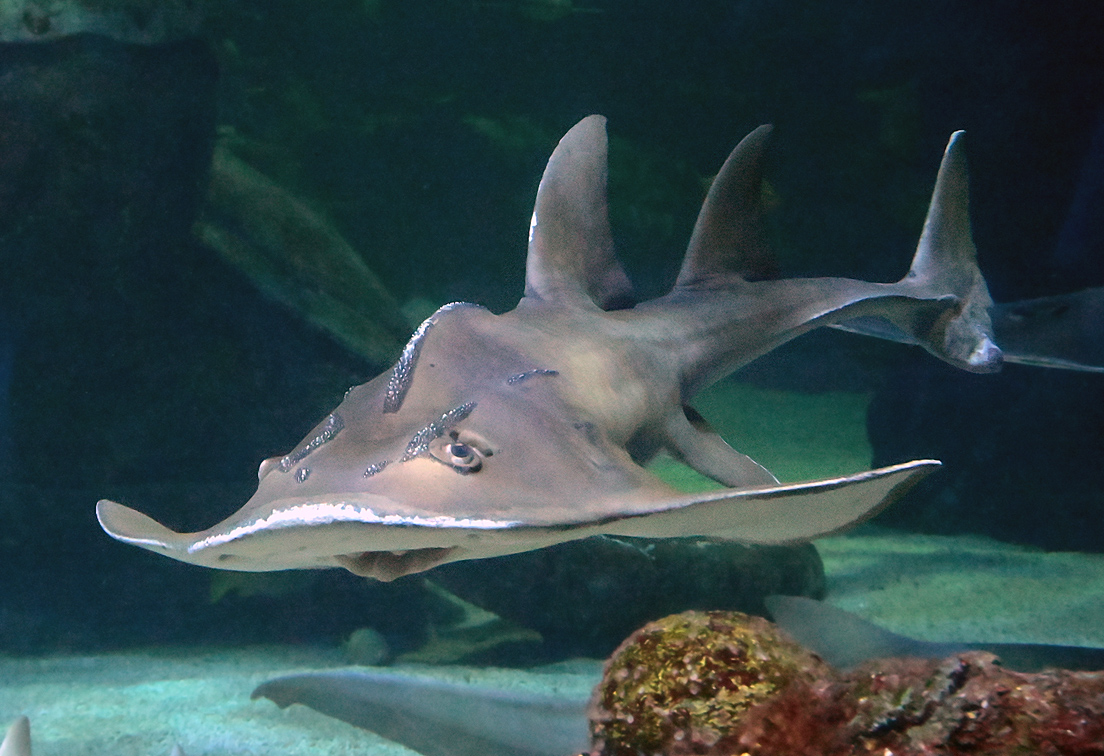 Shark Ray - Rhina ancylostoma Shark Ray - Rhina ancylostoma