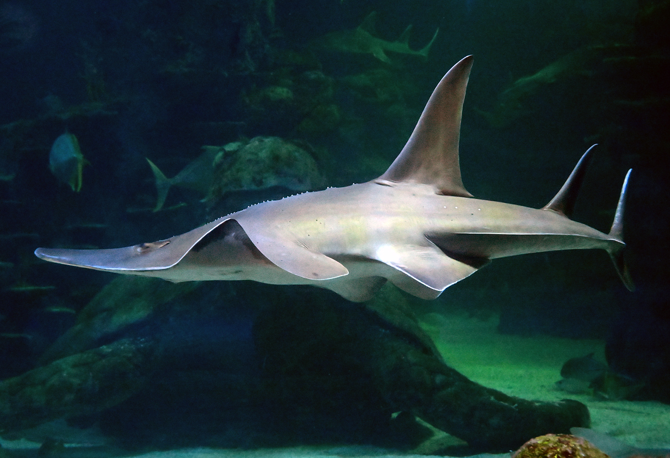 Shark Ray - Rhina ancylostoma Shark Ray - Rhina ancylostoma
