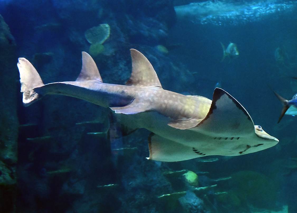Shark Ray - Rhina ancylostoma Shark Ray - Rhina ancylostoma