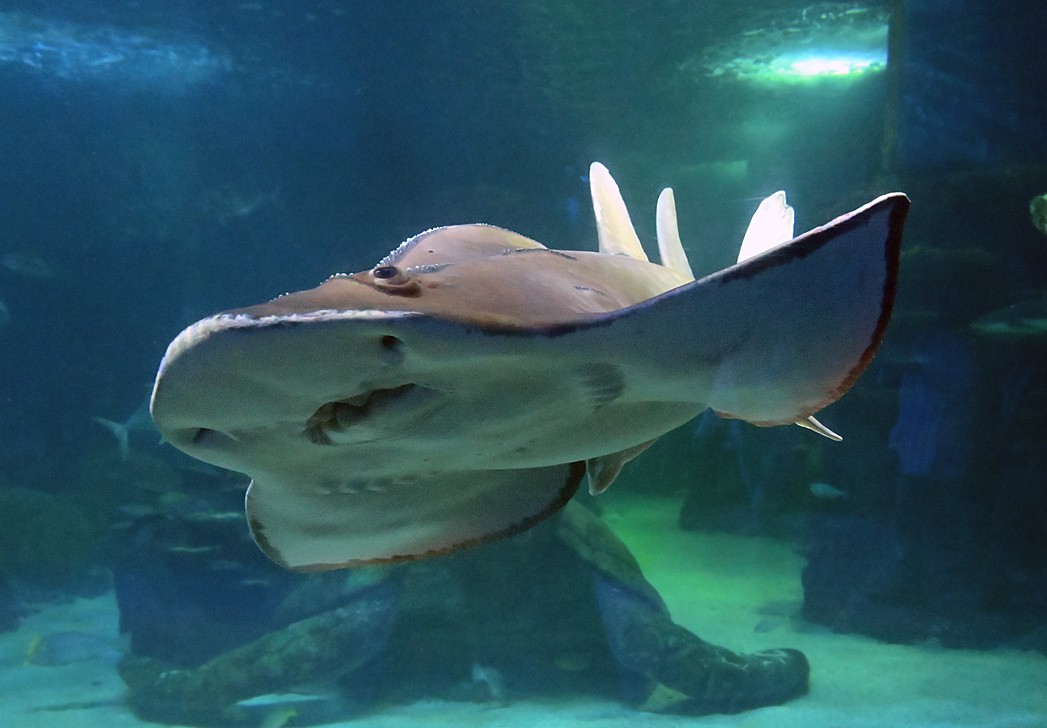 Shark Ray - Rhina ancylostoma Shark Ray - Rhina ancylostoma