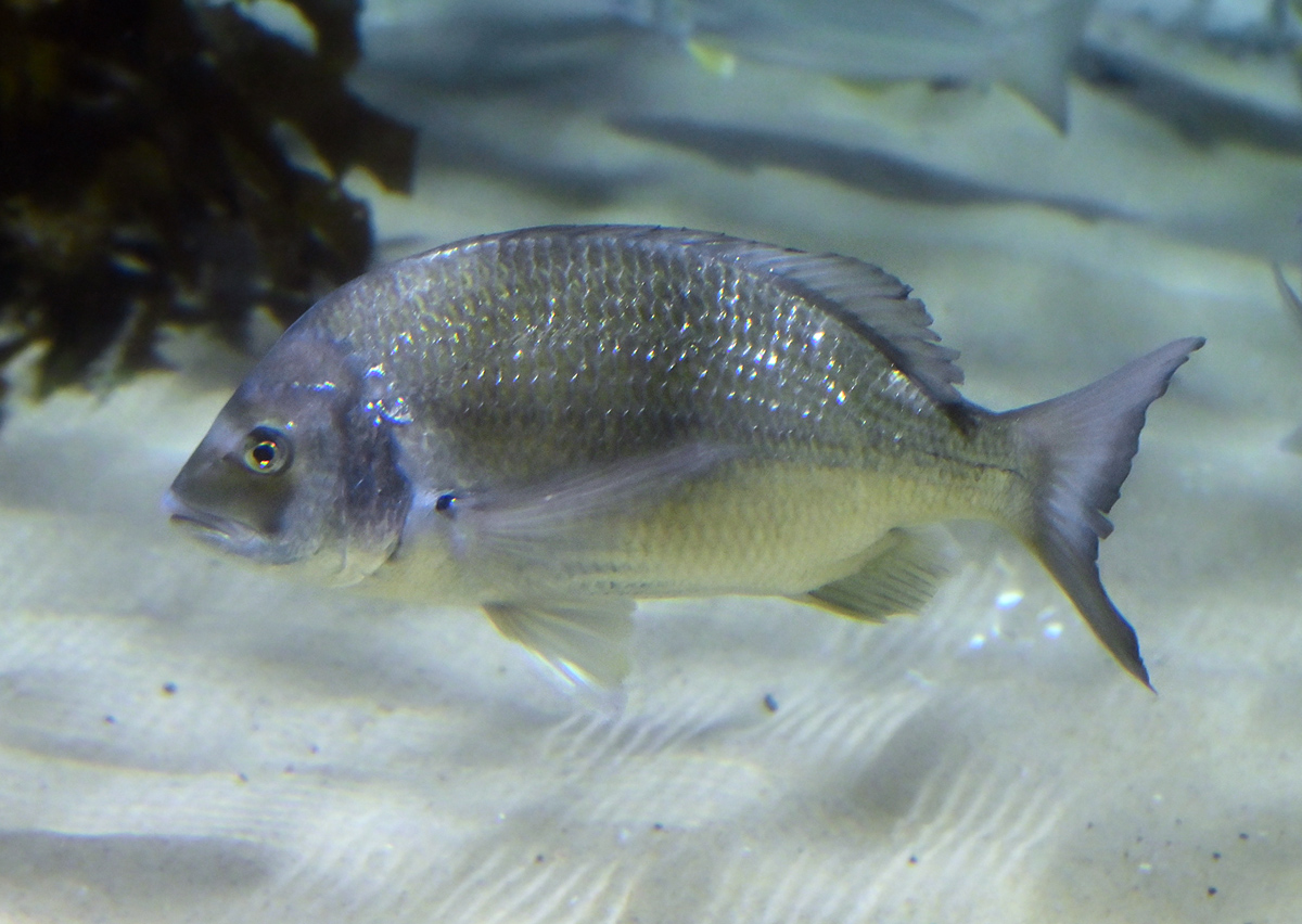 Silver Bream - Acanthopagrus australis Silver Bream - Acanthopagrus australis