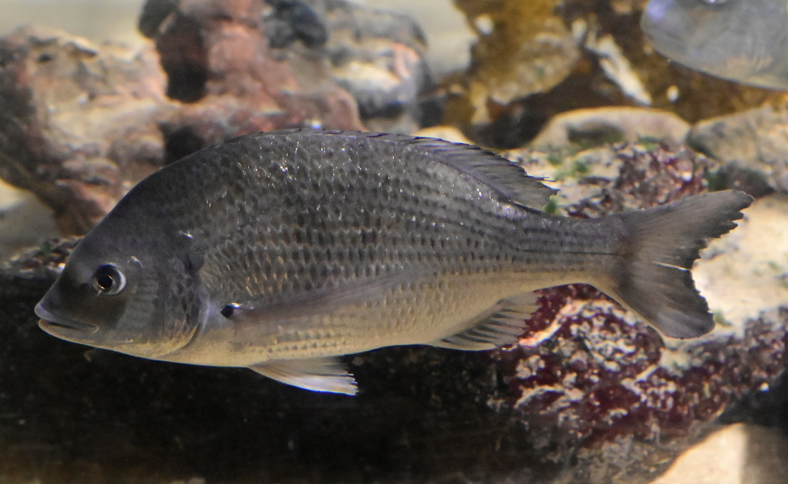 Silver Bream - Acanthopagrus australis Silver Bream - Acanthopagrus australis