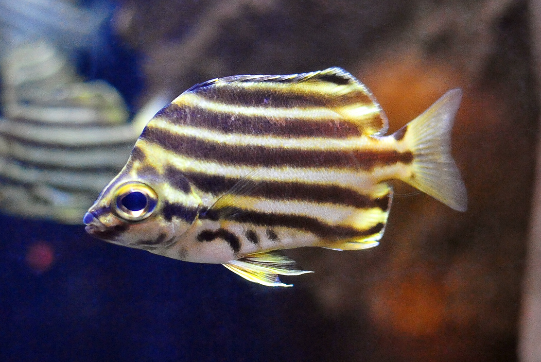 Stripey - Microcanthus strigatus Stripey - Microcanthus strigatus