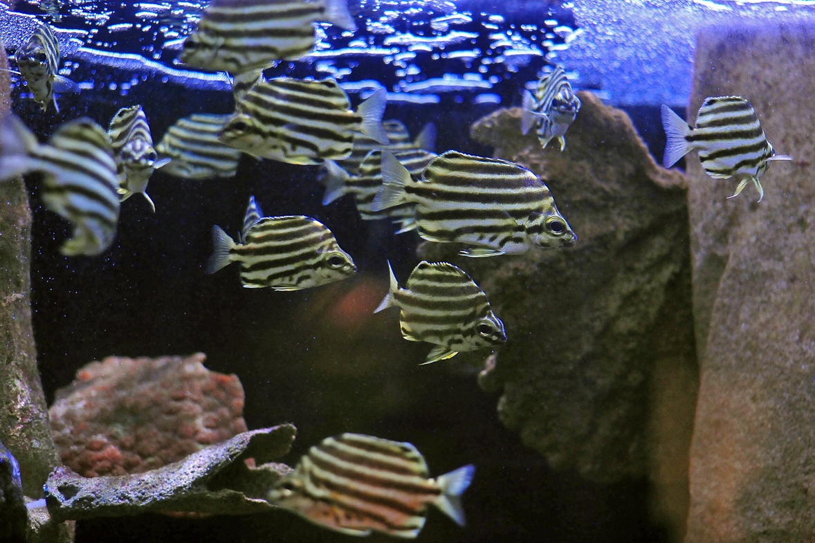 Stripey - Microcanthus strigatus Stripey - Microcanthus strigatus
