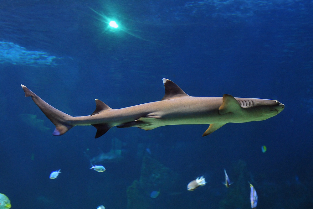 Whitetip Reef Shark - Triaenodon obesus Whitetip Reef Shark - Triaenodon obesus