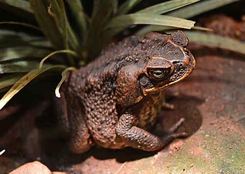 Cane Toad - Rhinella marina - Australian Frogs - Frogs of Australia Cane Toad - Rhinella marina - Australian Frogs - Frogs of Australia