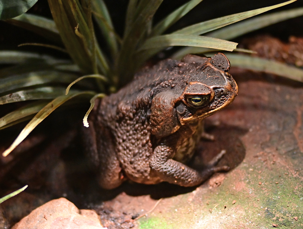 Cane Toad - Rhinella marina Cane Toad - Rhinella marina