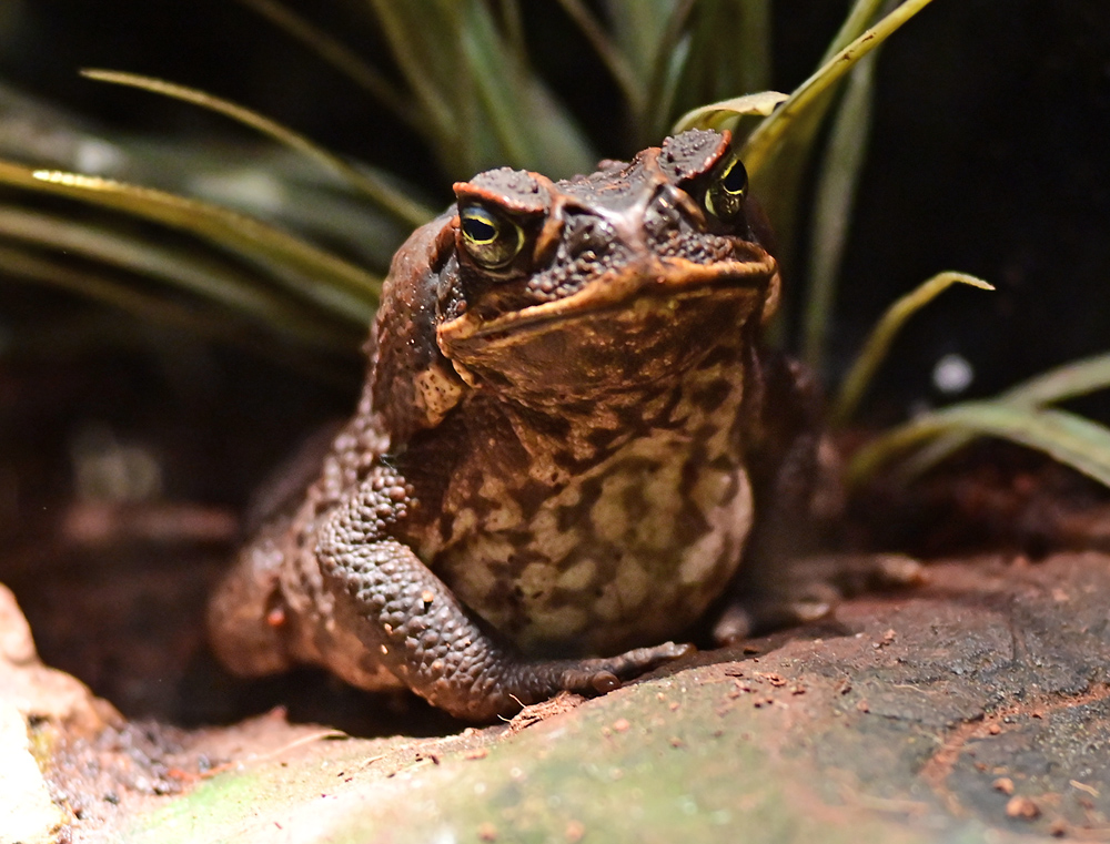 Cane Toad - Rhinella marina Cane Toad - Rhinella marina