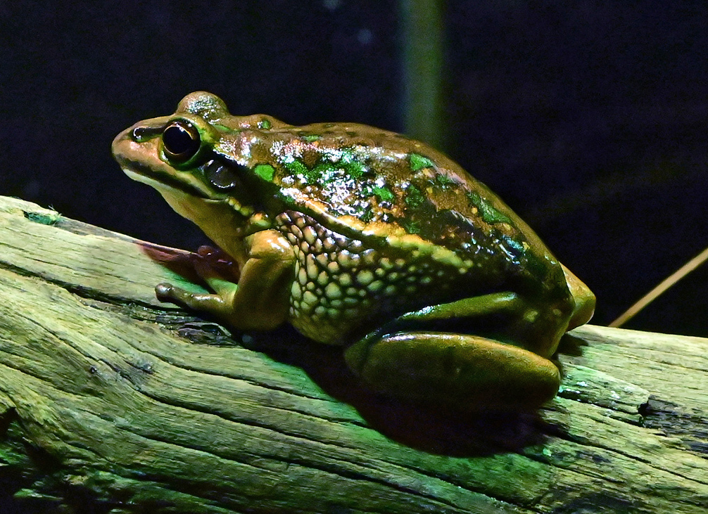 Green and Golden Bell Frog - Litoria aurea Green and Golden Bell Frog - Litoria aurea