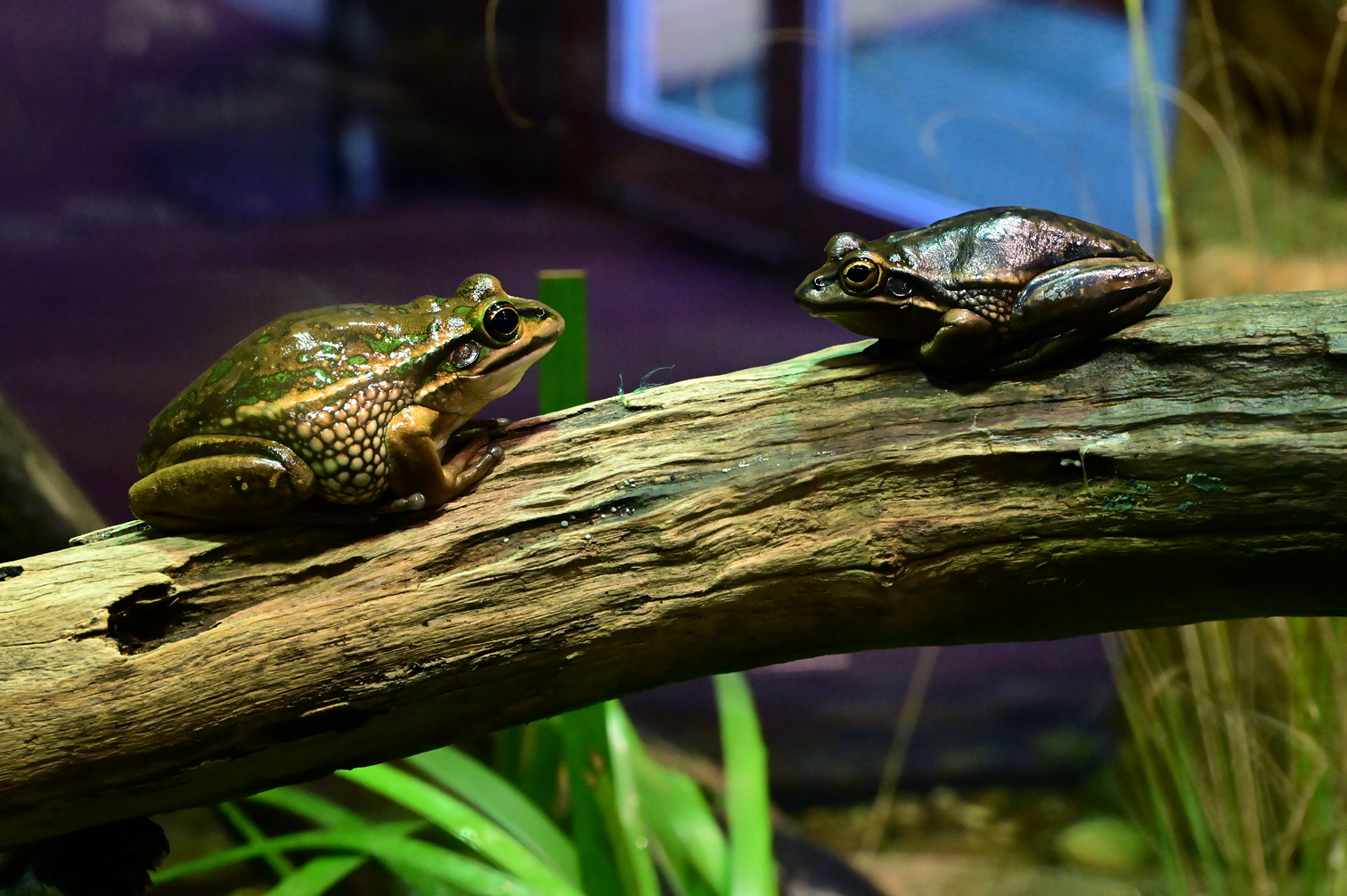 Green and Golden Bell Frog - Litoria aurea Green and Golden Bell Frog - Litoria aurea