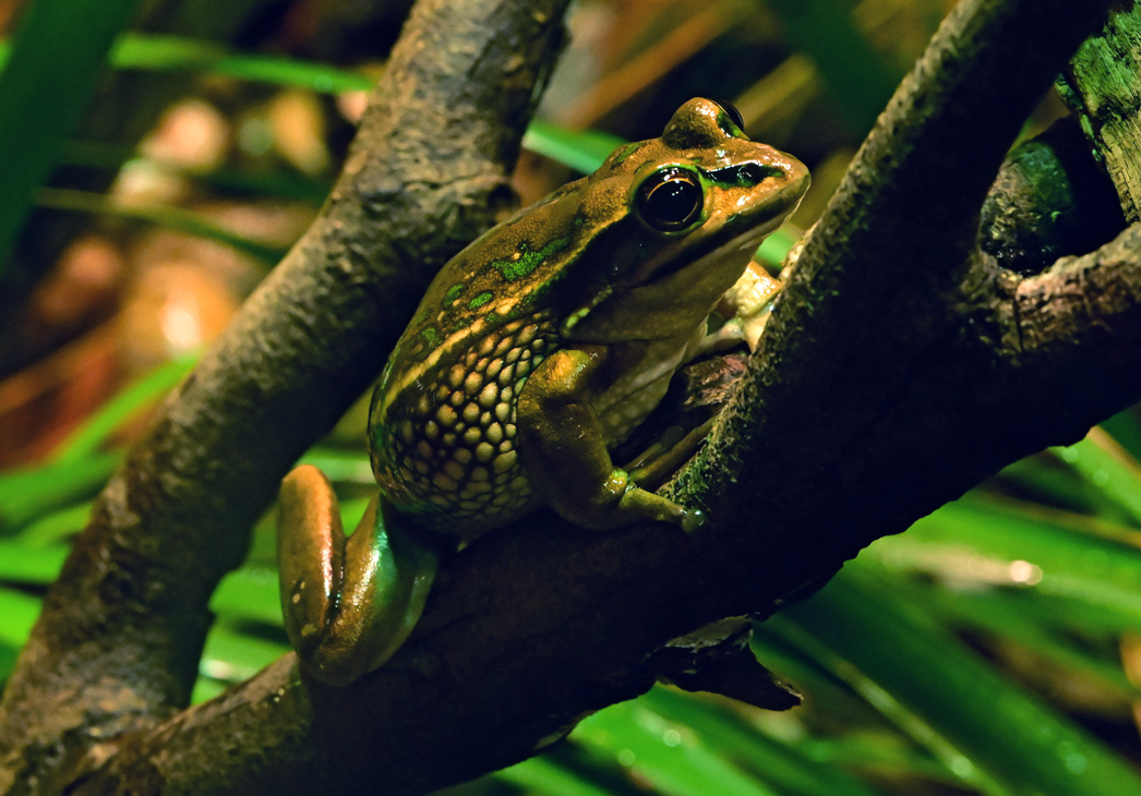 Green and Golden Bell Frog - Litoria aurea Green and Golden Bell Frog - Litoria aurea