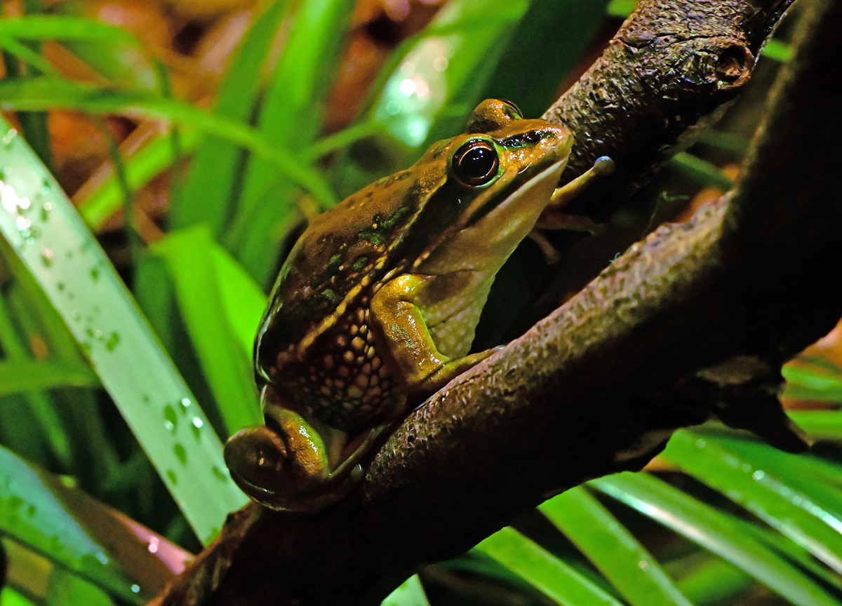Green and Golden Bell Frog - Litoria aurea Green and Golden Bell Frog - Litoria aurea
