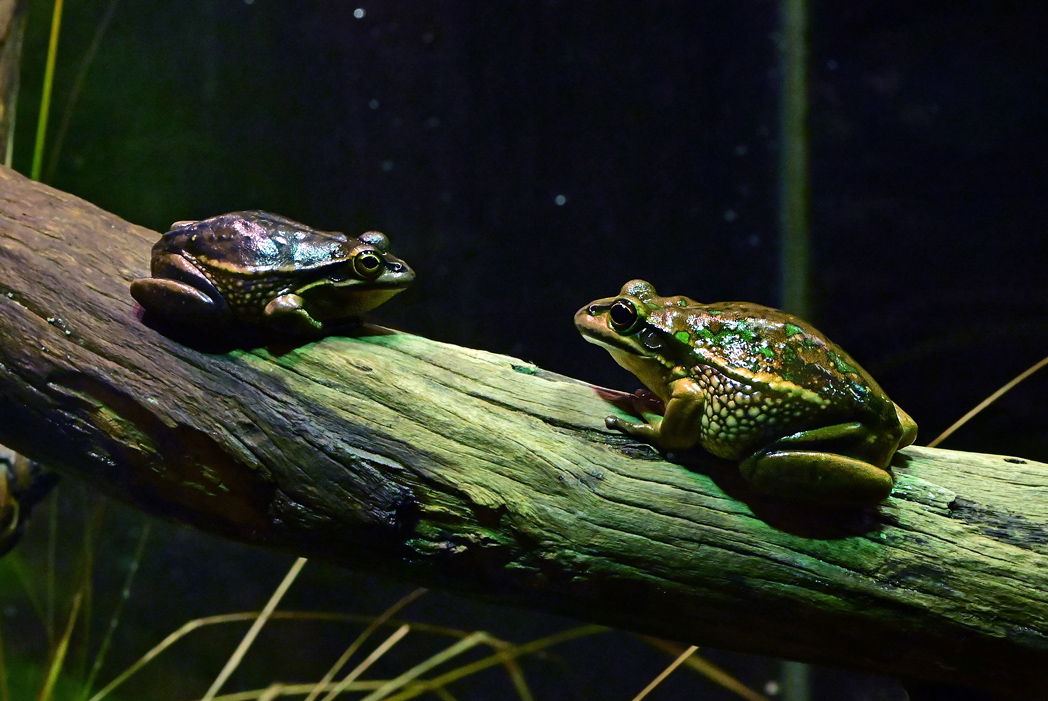 Green and Golden Bell Frog - Litoria aurea Green and Golden Bell Frog - Litoria aurea