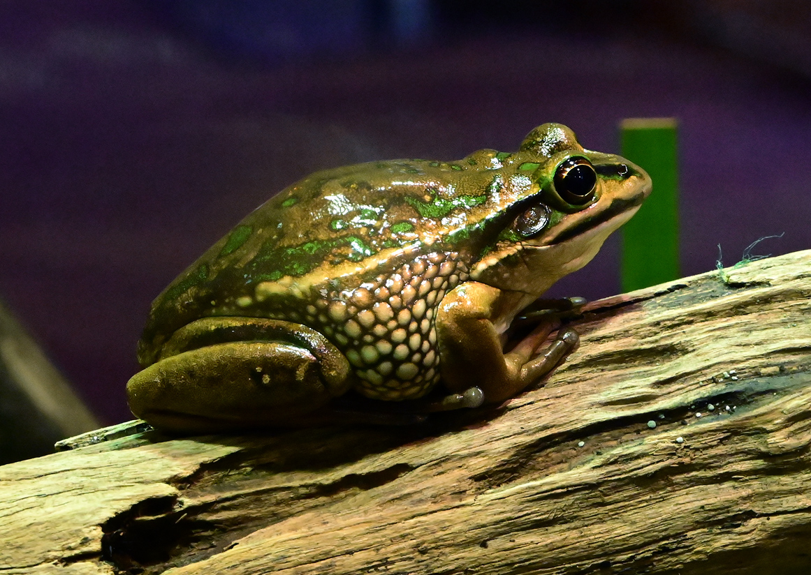 Green and Golden Bell Frog - Litoria aurea Green and Golden Bell Frog - Litoria aurea