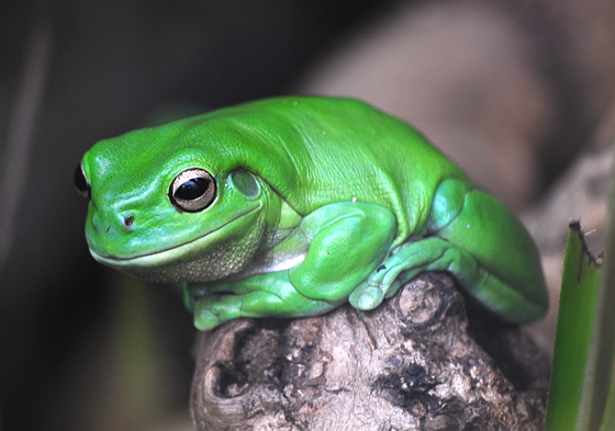 Green Tree Frog - Litoria caerulea - Australian Frogs - Frogs of Australia Green Tree Frog - Litoria caerulea - Australian Frogs - Frogs of Australia