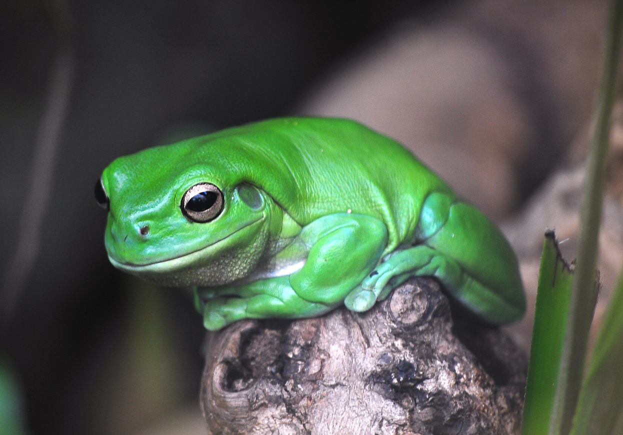 Green Tree Frog - Litoria caerulea Green Tree Frog - Litoria caerulea