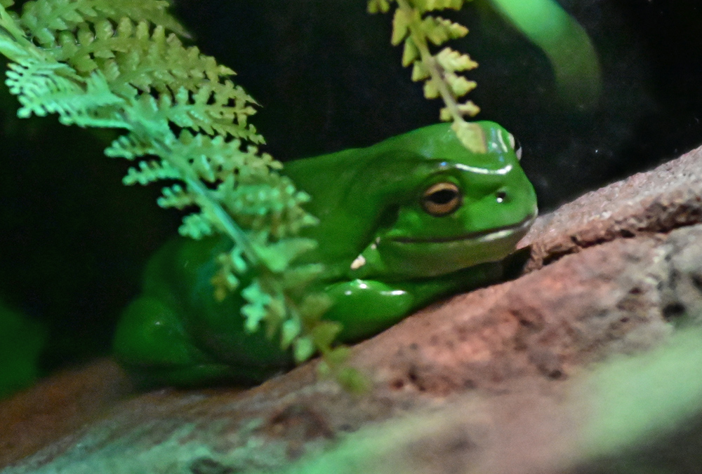 Green Tree Frog - Litoria caerulea Green Tree Frog - Litoria caerulea