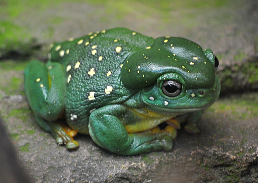 Magnificent Tree Frog - Litoria splendida - Australian Frogs - Frogs of Australia Magnificent Tree Frog - Litoria splendida - Australian Frogs - Frogs of Australia