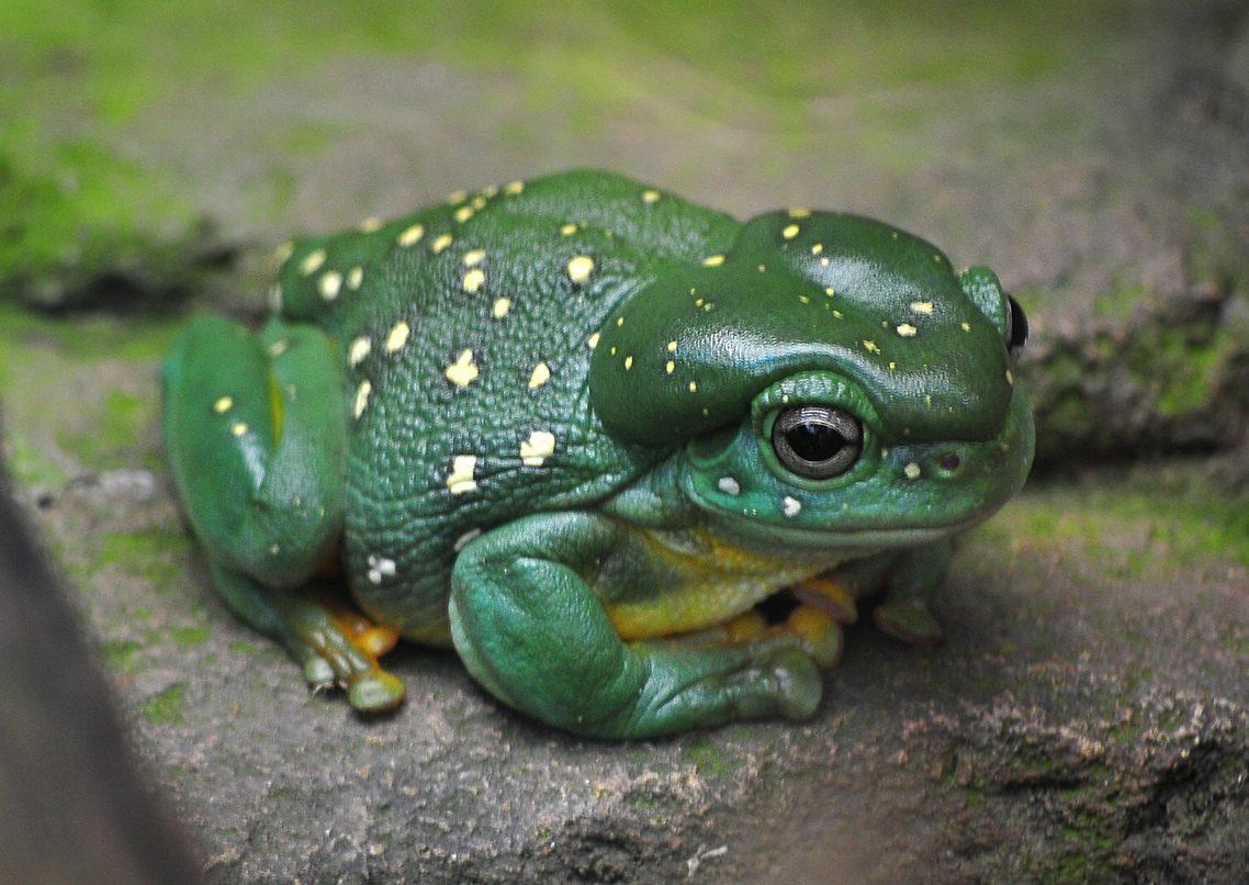 Magnificent Tree Frog - Litoria splendida Magnificent Tree Frog - Litoria splendida
