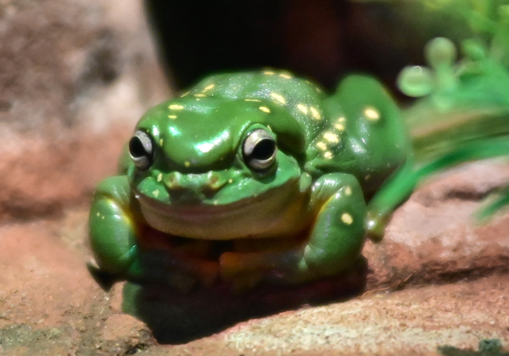 Magnificent Tree Frog - Litoria splendida Magnificent Tree Frog - Litoria splendida