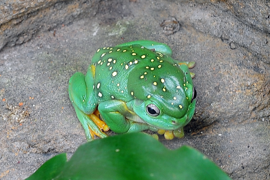 Magnificent Tree Frog - Litoria splendida Magnificent Tree Frog - Litoria splendida