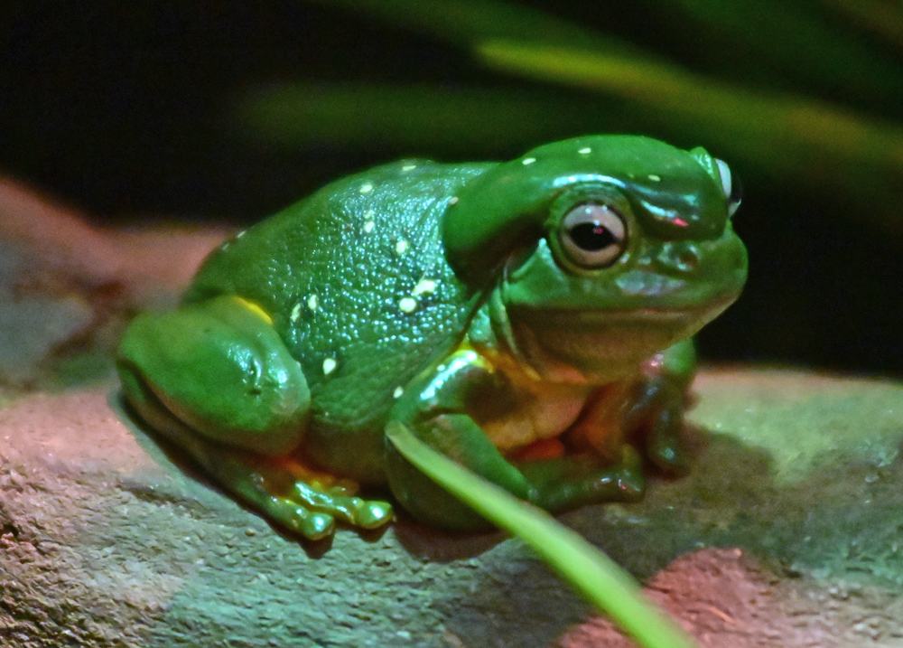 Magnificent Tree Frog - Litoria splendida Magnificent Tree Frog - Litoria splendida