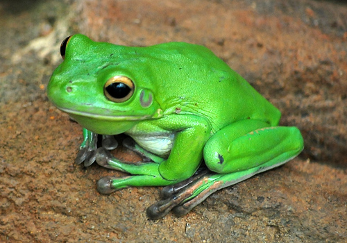 White-lipped Tree Frog - Litoria infrafrenata - Australian Frogs - Frogs of Australia White-lipped Tree Frog - Litoria infrafrenata - Australian Frogs - Frogs of Australia