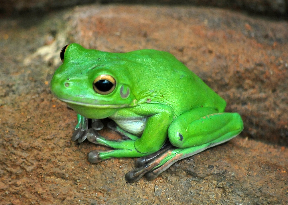 White-lipped Tree Frog - Litoria infrafrenata White-lipped Tree Frog - Litoria infrafrenata