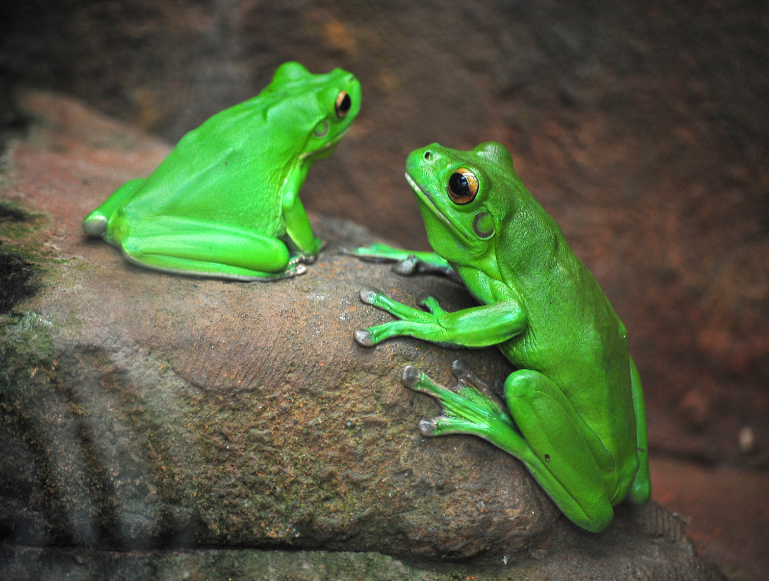 White-lipped Tree Frog - Litoria infrafrenata White-lipped Tree Frog - Litoria infrafrenata