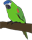 Australian Birds