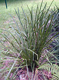 Making Cordage - Lomandra Making Cordage - Lomandra