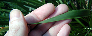 Making Cordage - Mat rush leaf Making Cordage - Mat rush leaf