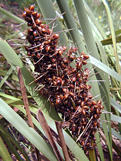 Making Cordage - Seed head of lomandra Making Cordage - Seed head of lomandra