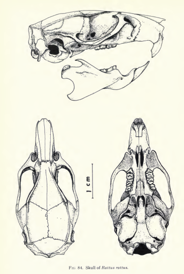 Black Rat - Rattus rattus Black Rat - Rattus rattus