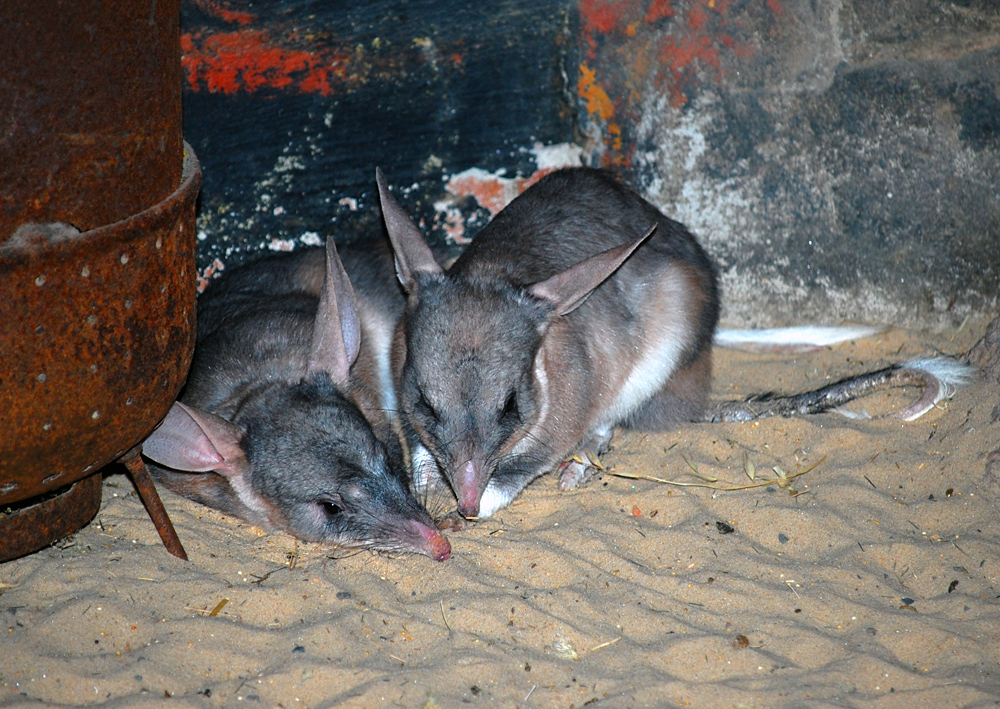 Bilby - Macrotis Lagotis Bilby - Macrotis Lagotis