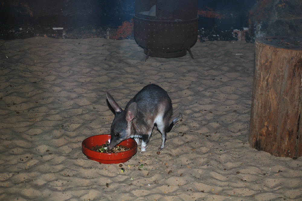 Bilby - Macrotis Lagotis Bilby - Macrotis Lagotis