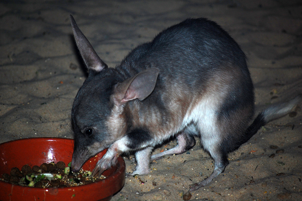 Bilby - Macrotis Lagotis Bilby - Macrotis Lagotis