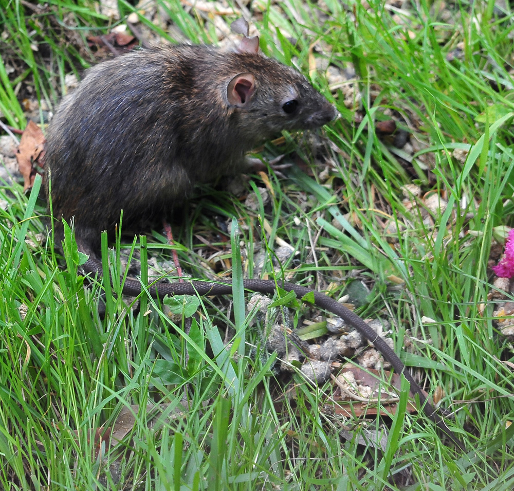 Black Rat - Rattus rattus - Australian Mammals - Sydney and the Blue Mountains