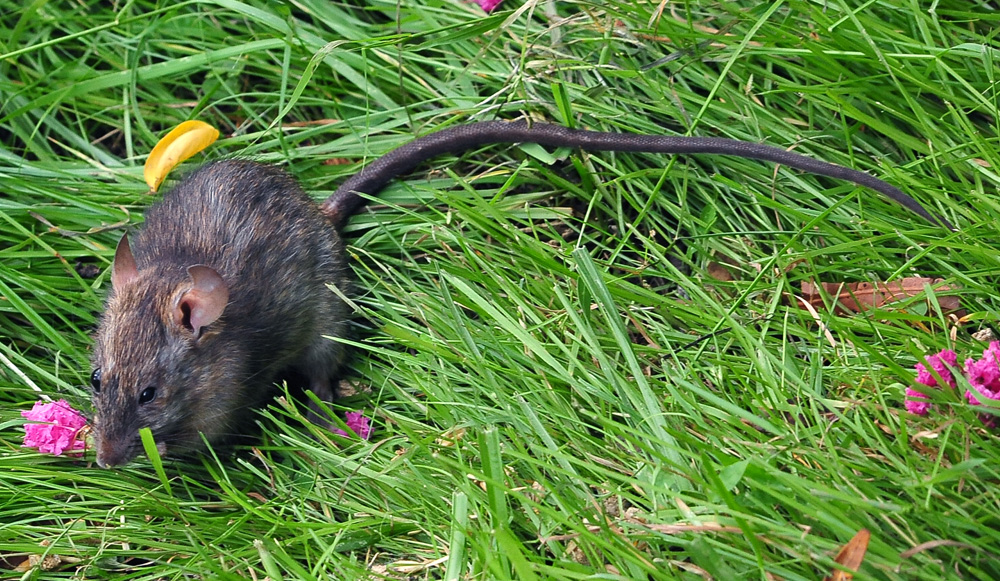 Black Rat - Rattus rattus Black Rat - Rattus rattus