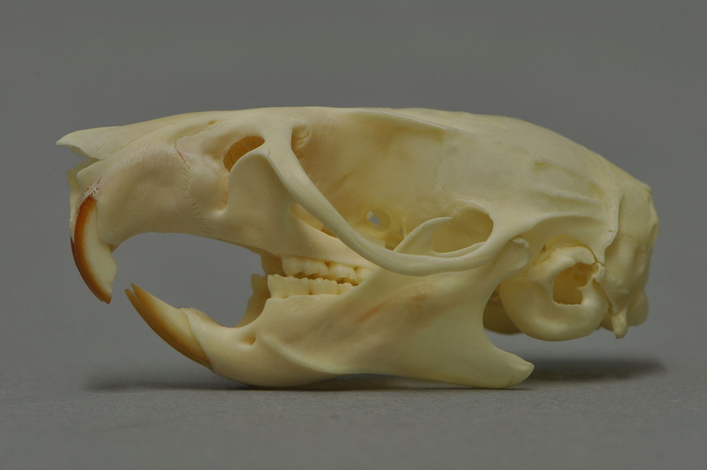 Black Rat - Rattus rattus Black Rat - Rattus rattus