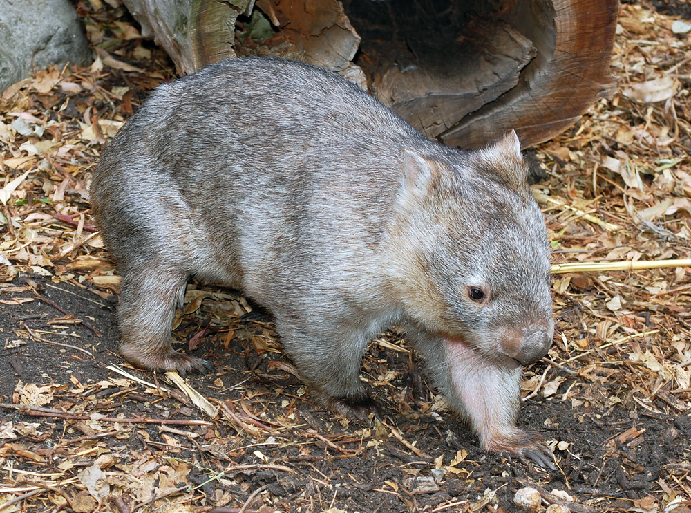 Common Wombat - Vombatus ursinus Common Wombat - Vombatus ursinus