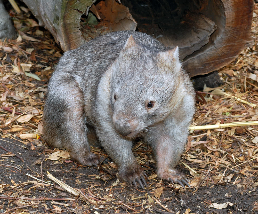 Common Wombat - Vombatus ursinus Common Wombat - Vombatus ursinus