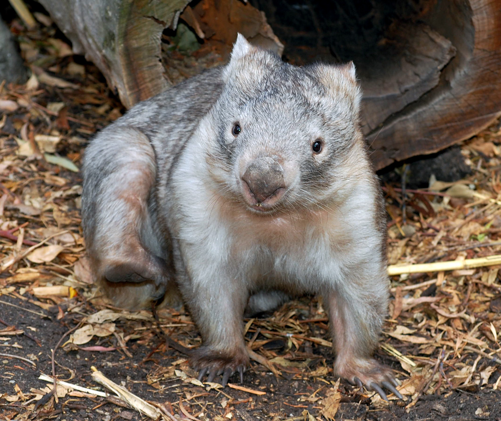 Common Wombat - Vombatus ursinus Common Wombat - Vombatus ursinus