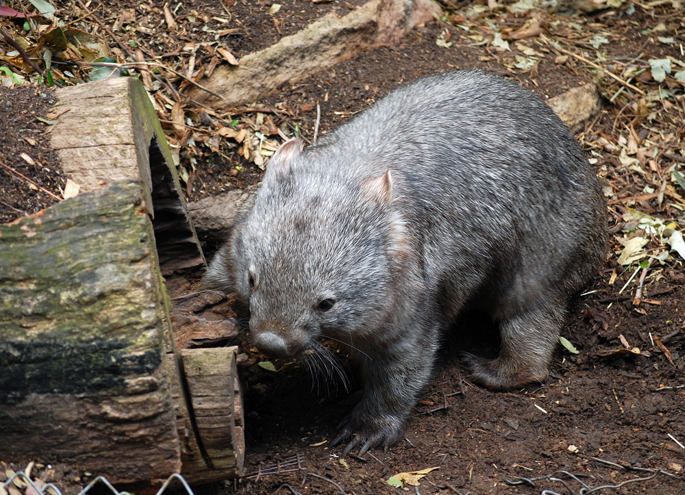Common Wombat - Vombatus ursinus Common Wombat - Vombatus ursinus