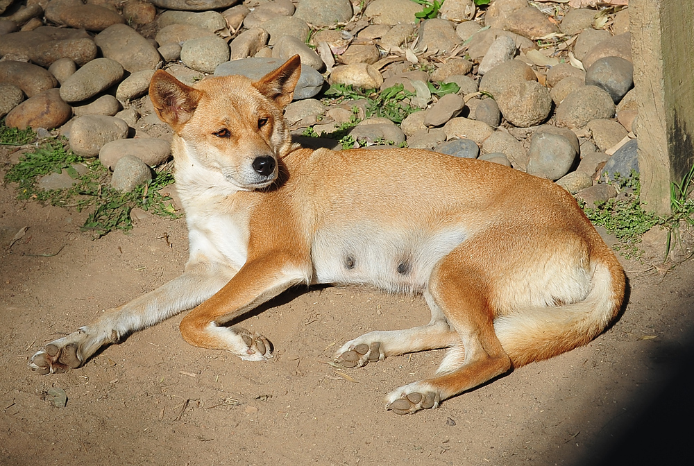 Dingo - Canis lupus dingo Dingo - Canis lupus dingo