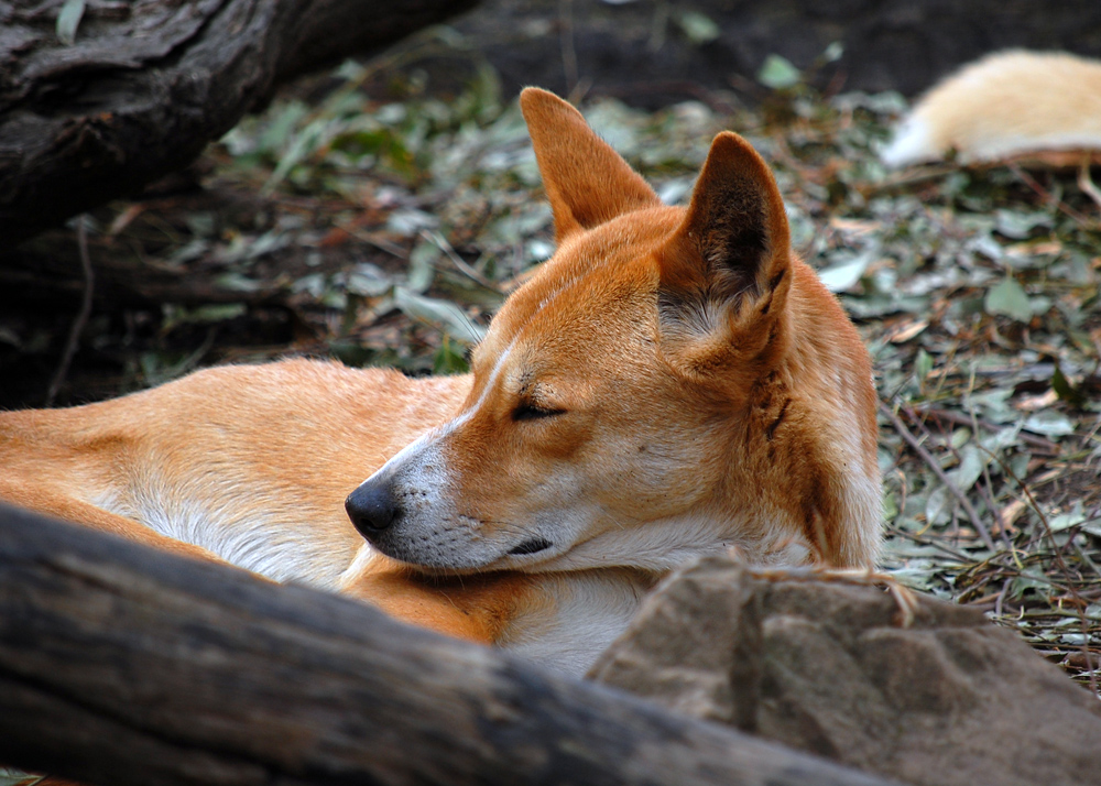 Dingo - Canis lupus dingo Dingo - Canis lupus dingo